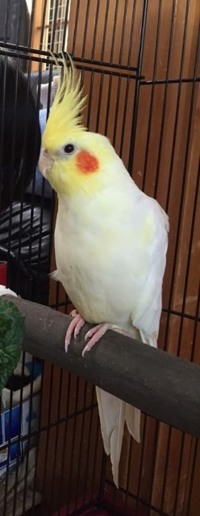 オカメインコを飼って気になることがありますよく水を飲みますが Yahoo 知恵袋