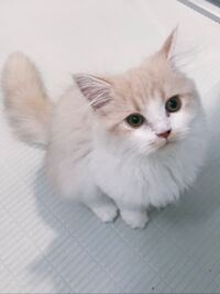 この猫ちゃんの種類わかる方いますか？ - 写真は歌い手の天月さんの猫 