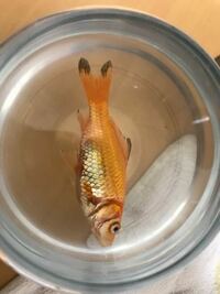 金魚が水槽から飛び出し 干からびかけていた頃に発見しました Yahoo 知恵袋