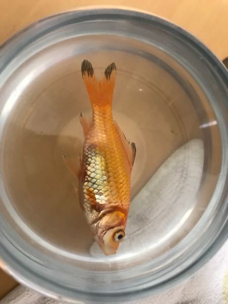 朝起きたら金魚が床に落ちていました 約30分 1時間は経って Yahoo 知恵袋