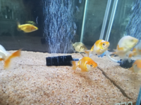 昨日金魚すくいで貰って帰ったのですが この金魚の種類は何にな Yahoo 知恵袋