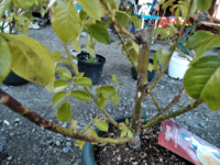 1年草の草花は冬になったら枯れると思うのですが 枯れたら根から抜いて捨てるの Yahoo 知恵袋