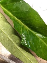 空芯菜に花が咲きました つぼみや 茎は食べれますか 家庭菜園で 空 Yahoo 知恵袋