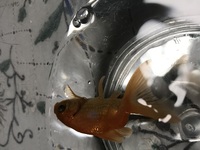 金魚が 横になって水面に浮いています 時々下にもぐっていったり 動いている Yahoo 知恵袋