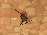 Aviciiのマークの記号を出すにはどうしたらいいですか ちな Yahoo 知恵袋