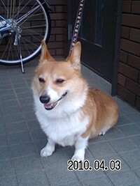 犬の最後ってどのような様子でしたか ご経験のある方お話してください 先 Yahoo 知恵袋