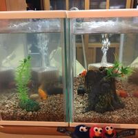 金魚がいじめられているかもしれないです 私の家には三匹の金魚 前から飼 Yahoo 知恵袋