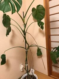 観葉植物のモンステラを育てていますが 初めの葉っぱだけ切れ込みがあ Yahoo 知恵袋