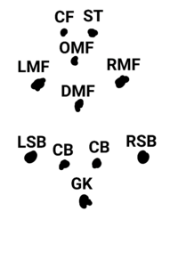 サッカーで Smf Sb Dmf Cmf Omf Yahoo 知恵袋