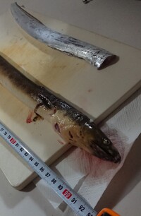 ハモとアナゴの違いは 沿岸から釣りするとハモだかアナゴだか Yahoo 知恵袋
