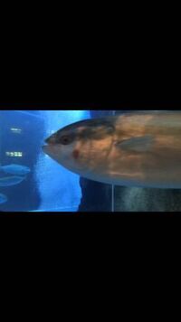 魚の傷について 先日 水族館に行ってきたのですが ブリやカン Yahoo 知恵袋