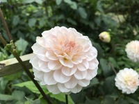 この花の名前を教えてください ピンポンマムですか スプレーマム Yahoo 知恵袋