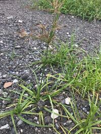 みなさん庭の草むしりをすると思いますが そもそも草むしりってなんの Yahoo 知恵袋