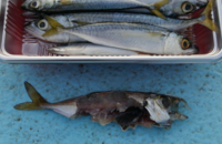 食い逃げされました 歯形から見てマゴチかヒラメだと思うのですが判 Yahoo 知恵袋