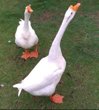 写真の鳥はアヒルですか ガチョウですか 可愛い ガチ Yahoo 知恵袋