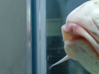 錦鯉って懐くんですか 今日ホームセンター行ってたまたま錦鯉をみつけて見 Yahoo 知恵袋