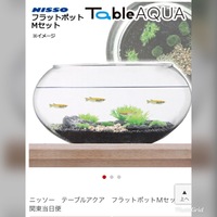 アヌビアスナナをソイルに直接植えると枯れますか 同じく活着系水草の代表 Yahoo 知恵袋