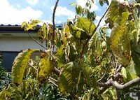 暖地桜桃の葉が全て落ちてしまいました 庭への地植えで10年以上になる暖 Yahoo 知恵袋