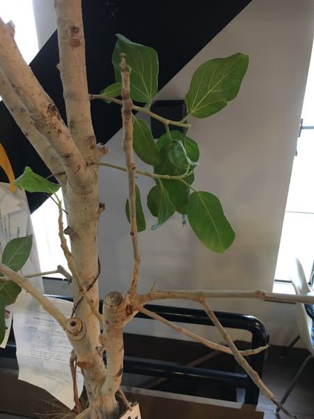 大きいゴムの木の植え替えについて 3年前にホームセンターで購入しま Yahoo 知恵袋