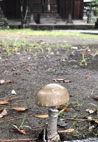 キノコの名前を教えて下さい 埼玉県北部の神社に生えていたキノ Yahoo 知恵袋