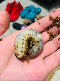カブトムシの幼虫の頭に茶色い跡のようなものがあるのですが これは黒点病 Yahoo 知恵袋