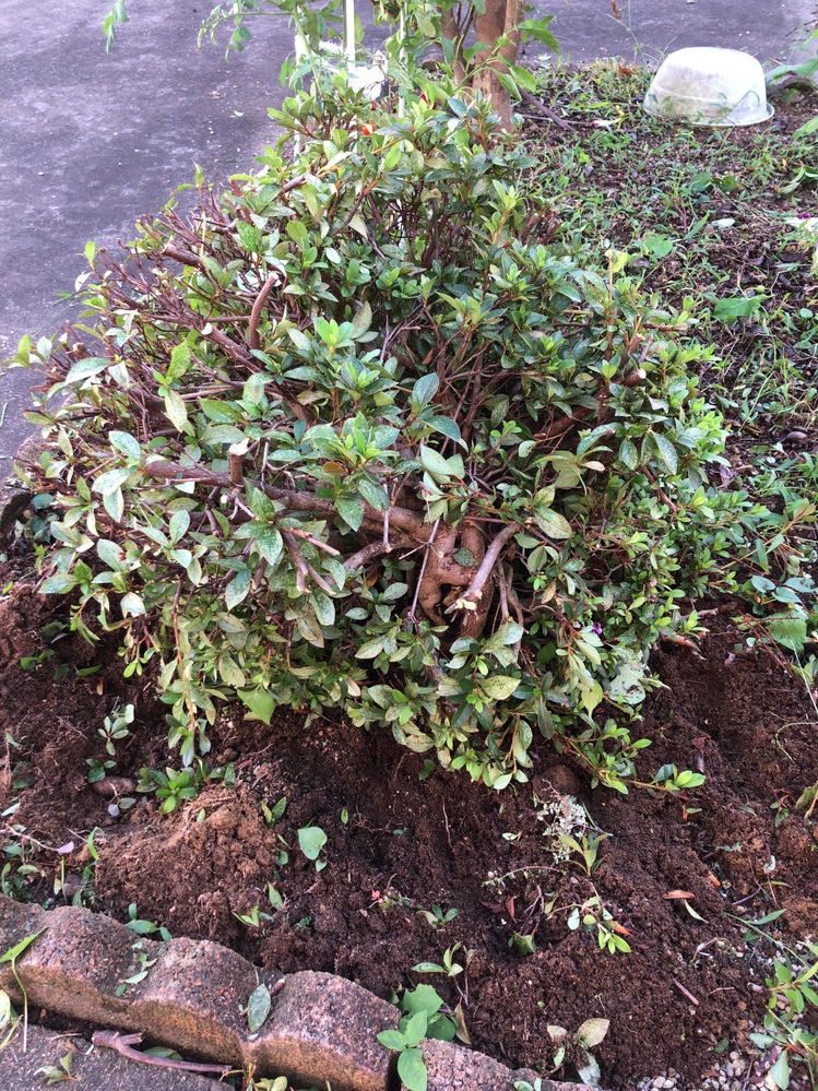 さつきの木　根張りがとても良いです！ 植物木抜き方この植物を根本から抜きたいのですが根の張り様が固