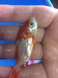 またくの字になって死にました 前にも同じところで購入したサラサ和 Yahoo 知恵袋