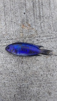 先日静岡の戸田港で釣りをしていたらこの青い魚が沢山泳いでいて 1匹釣れ Yahoo 知恵袋