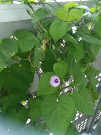 この花の名前は何ですか 朝顔の種とそっくりで朝顔のつもりで育 Yahoo 知恵袋