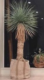 観葉植物のワカバキャベツヤシを探しています どこかで販売しているところはありま Yahoo 知恵袋