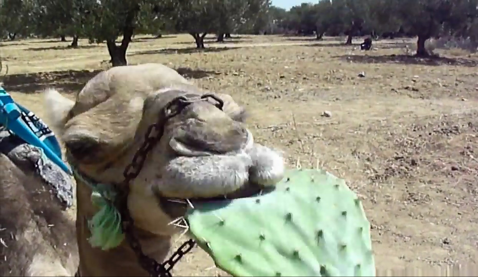 なぜラクダはサボテンを食べれるのでしょうか 砂漠という悪環境下 Yahoo 知恵袋