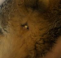 2歳のオス猫です 先ほど見たら肛門に白い砂 薬 のようなものがつまって Yahoo 知恵袋
