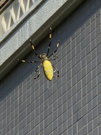 背中に白い斑点のあるこのクモは何グモですか この夏にずっと同じ場所で巣を Yahoo 知恵袋