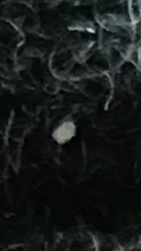 今日外に出たらふわふわした５ミリくらいの白い虫?のようなものが飛ん 
