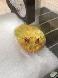 カエルって冬眠中に死んでしまうことはありますか クラウンウェルツノガエ Yahoo 知恵袋