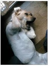 イタリアでもホモでありたい より面白い回文ありますか Yahoo 知恵袋