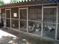 皆さんは小学生の頃 飼育小屋 でうさぎ Orにわとり を Yahoo 知恵袋