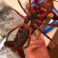 ザリガニ 自切からの突然死アメリカザリガニが片腕を自切し死んで Yahoo 知恵袋