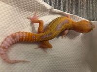 キス釣りって基本あわせいりませんよね ちょい投げでやっています Yahoo 知恵袋