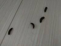 変な芋虫がいました なんていう種類の芋虫かわかる方いますか 多分蝶の幼 Yahoo 知恵袋