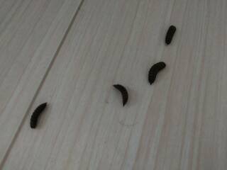 この黒い芋虫はなんの幼虫でしょうか リフォームする部屋に複数発生してい Yahoo 知恵袋