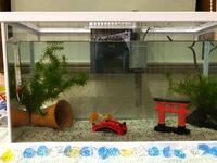 金魚の様子について聞かせて下さい 金魚が水草の中で動かない という Yahoo 知恵袋