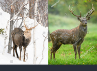 蝦夷鹿と鹿の違い この鹿って蝦夷鹿ですか 詳しい方 Yahoo 知恵袋