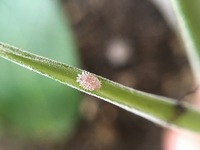 水をあげなくても丈夫で 室内okで虫がよってこない植物ってありますか そん Yahoo 知恵袋