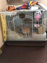 ウサギを狭いケージに入れて飼うことは残酷なことだと思いますか 寝 Yahoo 知恵袋