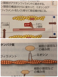 高校生物の質問です ミオシンはアクチンフィラメント上を歩き Yahoo 知恵袋
