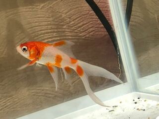 金魚 フン 透明 金魚 透明 長い フン Sinhiwolujp