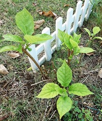 アナベルの花が終わって茶色くなりましたので剪定しましたところ Yahoo 知恵袋