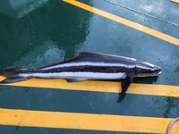 日本海で釣った魚ですが 名前が分かりません 白地に黒の横縞で Yahoo 知恵袋