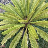 関東の北のほうですが 最近庭のソテツが黄色くなってきました Yahoo 知恵袋